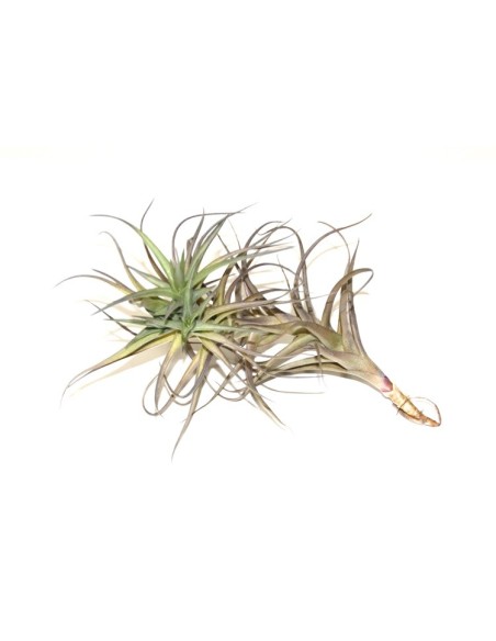 Pacote de tilandsia variada (8 - 15 plantas variadas)