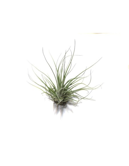Pack tillandsia variada (8 - 15 plantes variades)