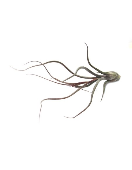 Pack tillandsia variada (8 - 15 plantes variades)