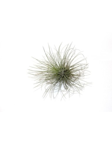 Pacote de tilandsia variada (8 - 15 plantas variadas)