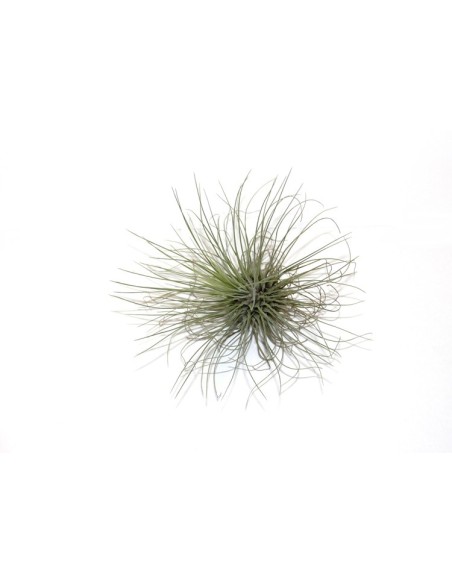 Pack tillandsia variada (8 - 15 plantes variades)