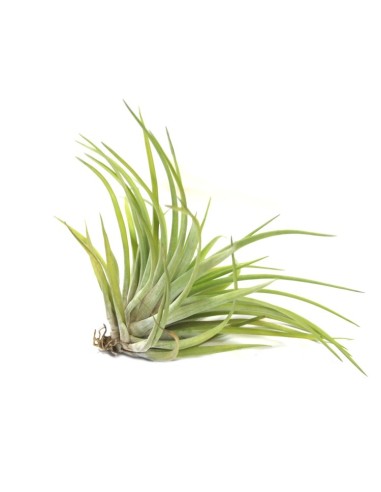 Pack tillandsia variada (8 - 15 plantes variades)