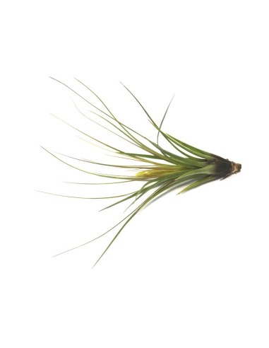 Pack tillandsia variada (8 - 15 plantes variades)
