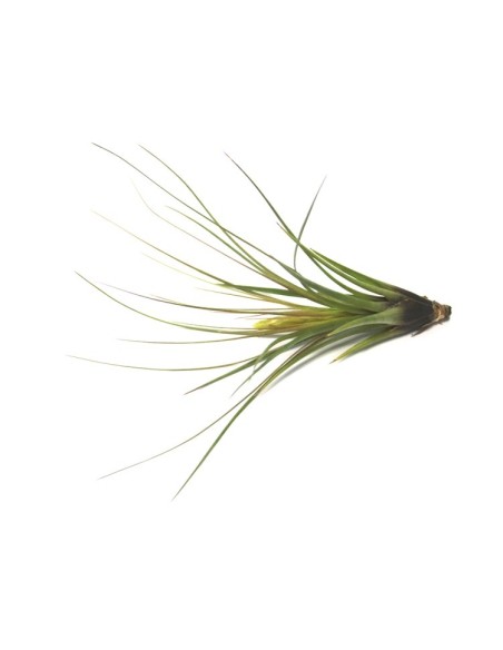 Pacote de tilandsia variada (8 - 15 plantas variadas)