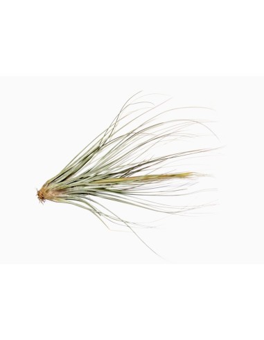 Pack tillandsia variada (8 - 15 plantes variades)
