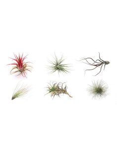 Pack tillandsia variada (8 - 15 plantas variadas) 2