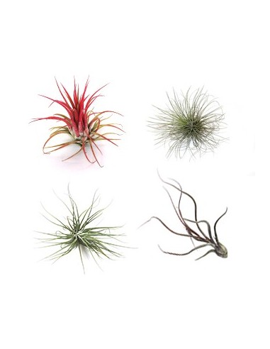 Pacote de tilandsia variada (8 - 15 plantas variadas)