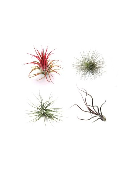 Pacote de tilandsia variada (8 - 15 plantas variadas)