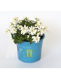 Lobelia