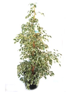 Ficus Twilight 2