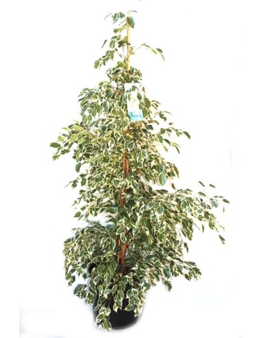 Ficus Benjamí