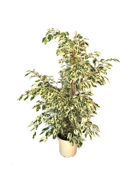 Ficus Benjamí