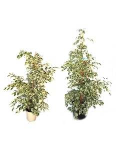 Ficus Twilight