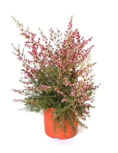 Leptospermo o manuka (maceta 23 cm ø)