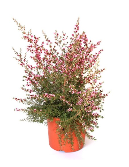 Lobelia