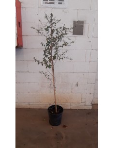 Eucaliptus Gunny (test 25 cm Ø)