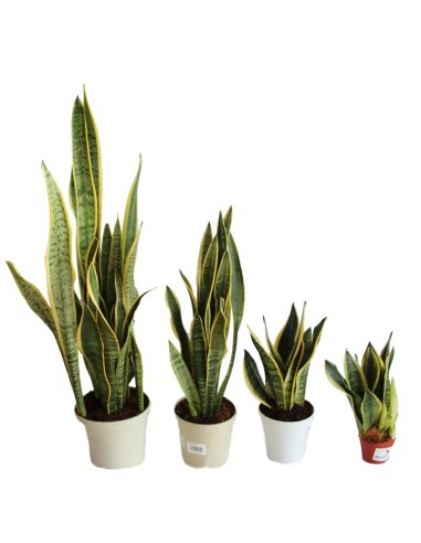 Sansiviera