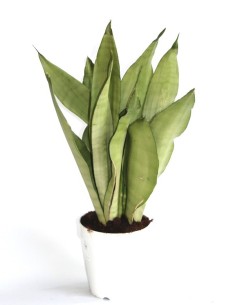 Sansiviera Moonshine (maceta 15 cm Ø)