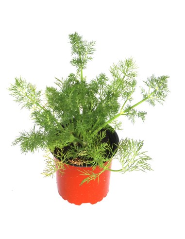Valeriana