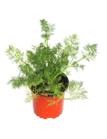 Funcho (vaso de 10,5 cm)