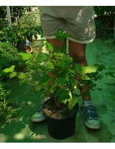 Viburnum Opulus (vaso 16 cm ø) ou bola de neve