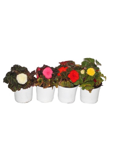 Begonia bulbosa (test 13 cm Ø)
