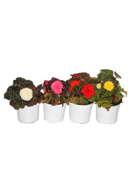 Begonia bulbosa (test 13 cm Ø)