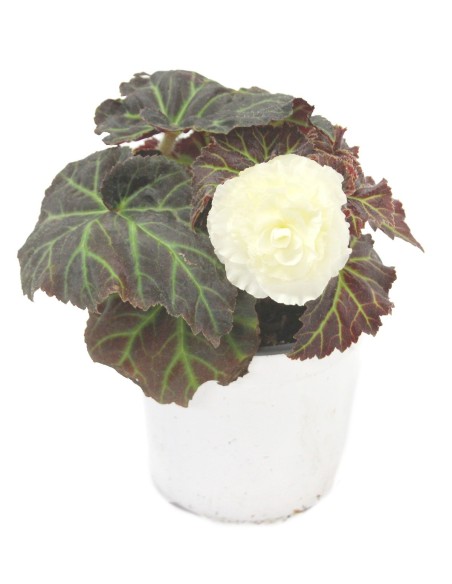 Begonia bulbosa (test 13 cm Ø)