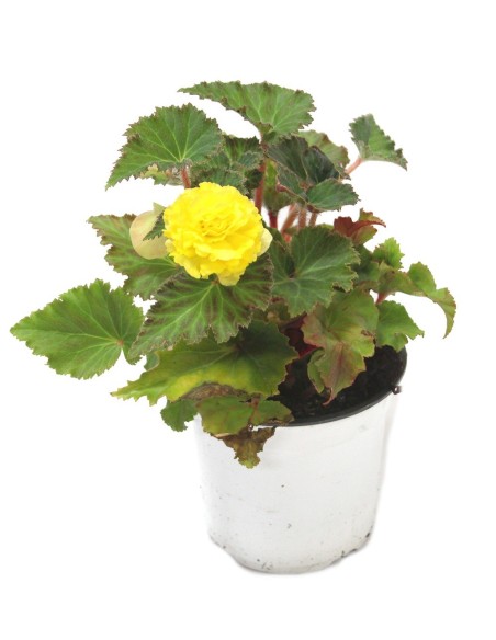 Begônia bulbosa (vaso 13 cm Ø)