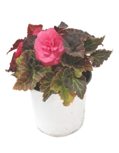 Begônia bulbosa (vaso 13 cm Ø)