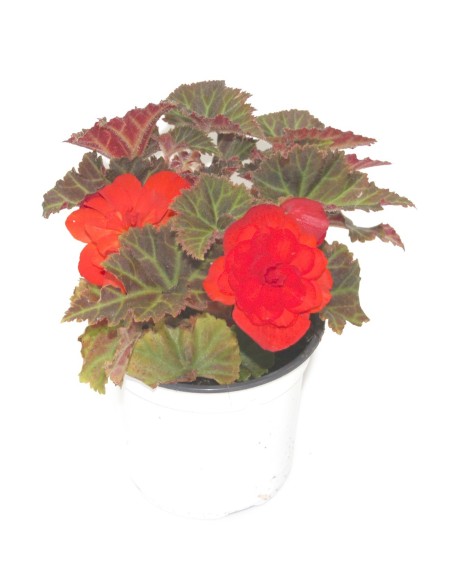Begonia bulbosa (test 13 cm Ø)