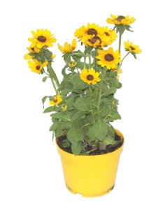 Rudbeckia  (test 14 cm Ø)