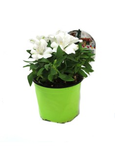 Alstroemeria (maceta 13 cm Ø) 2