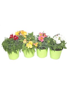 Alstroemeria (maceta 13 cm Ø)