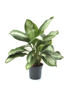 Aglaonema (maceta 17 cm  Ø)
