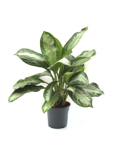 Calathea ornata