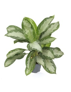 Calathea ornata 2