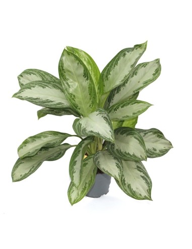 Aglaonema (test 19 cm  Ø)