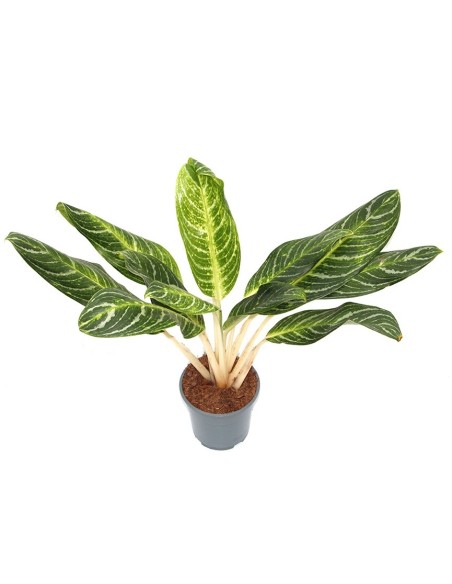 Aglaonema King of Siam (maceta 17 cm  Ø)