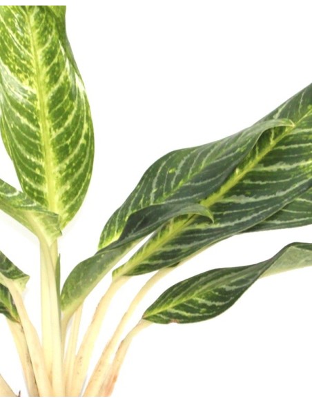 Calathea ornata