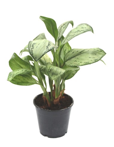 Aglaonema modestum (maceta 14 cm  Ø)