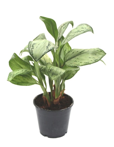 Aglaonema modestum (maceta 14 cm  Ø)