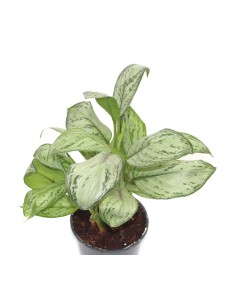 Aglaonema modestum (maceta 14 cm  Ø) 2