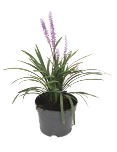 Liriope muscari (test 18 cm ø)
