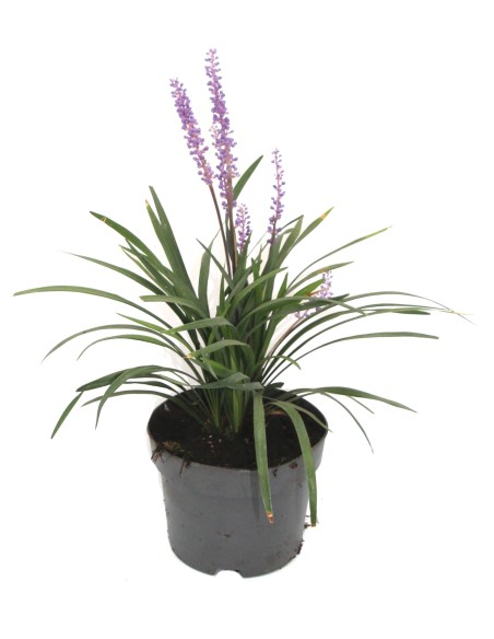 Liriope muscari (test 18 cm ø)