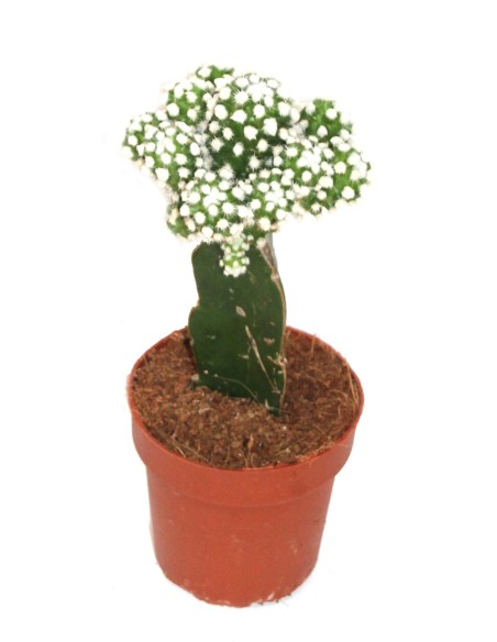 Cactus (test 8,5 cm ø) empaltat variat