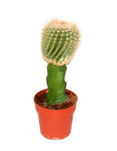 Cactus (maceta 8,5 cm ø) injertado variado