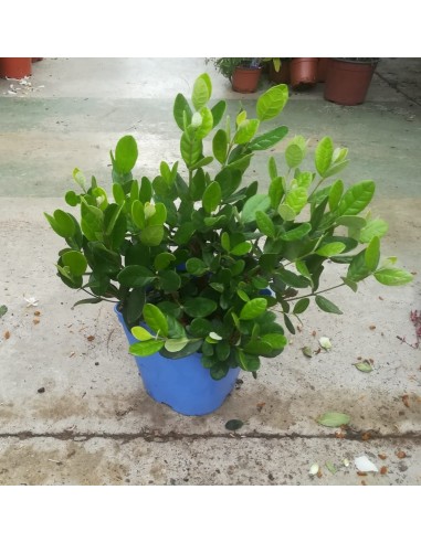 Feijoa sellowiana (maceta 15 cm Ø)