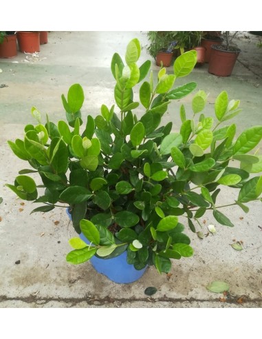 Feijoa sellowiana (maceta 15 cm Ø)