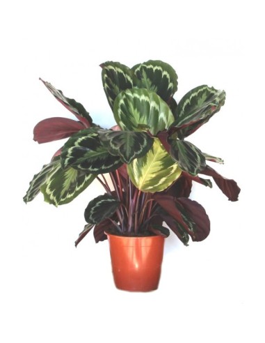 Calatea Medaillon (test 19 cm Ø)